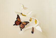 Illustration of a butterfly metamorphosis