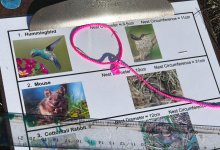 A photo of a worksheet on examples of circumferences found in nature